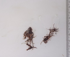 Mycena mucor