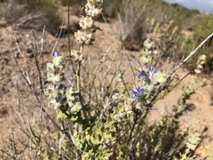 Salvia californica
