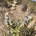 Salvia californica - Photo (c) Brian Simison, vissa rättigheter förbehållna (CC BY-NC), uppladdad av Brian Simison