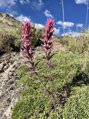 Castilleja angustifolia