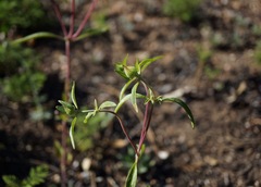 Monardella breweri lanceolata