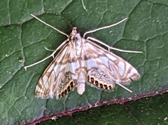 Neocataclysta magnificalis
