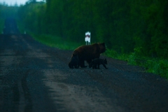 Ursus arctos beringianus