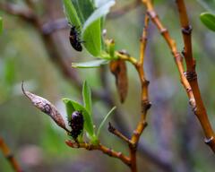 Chrysomela aeneicollis