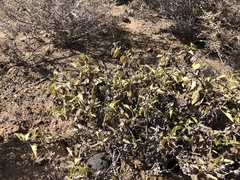 Ambrosia chenopodiifolia