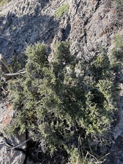 Cercocarpus ledifolius