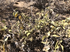 Ambrosia chenopodiifolia