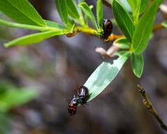 Chrysomela aeneicollis