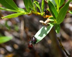 Chrysomela aeneicollis