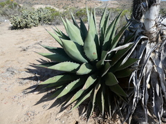 Agave cerulata