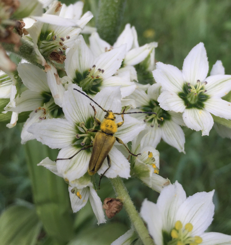 iNaturalist observation photo of Yellow Velvet Beetle
