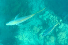 Yellowtail Snapper