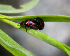Chrysomela aeneicollis