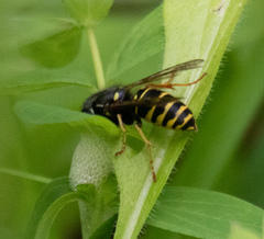 Vespula acadica