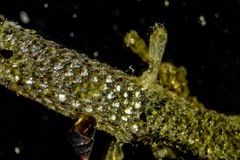 Schizoporella errata