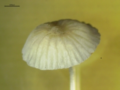 Mycena mucor