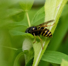 Vespula acadica