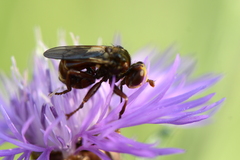 Sicus ferrugineus