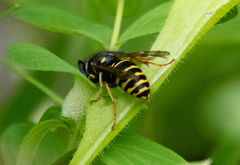Vespula acadica