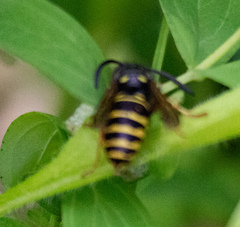 Vespula acadica