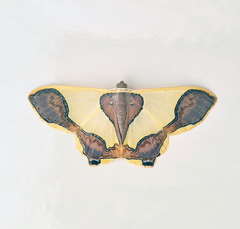 Plutodes subcaudata
