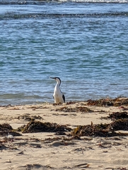 Phalacrocorax varius