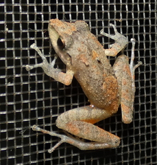 Pristimantis ramagii