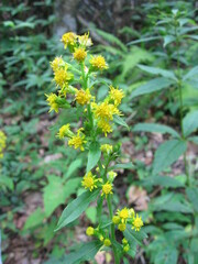 Solidago roanensis