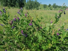 Vicia unijuga