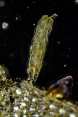 Schizoporella errata