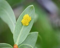 Chrysomela aeneicollis