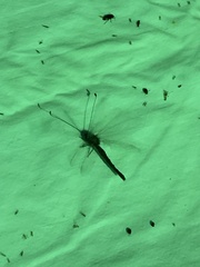 Ululodes quadripunctatus