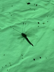 Ululodes quadripunctatus