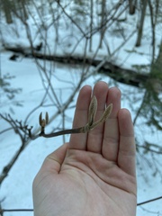 Viburnum lantanoides