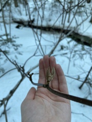 Viburnum lantanoides