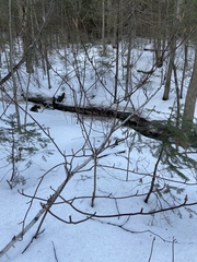 Viburnum lantanoides