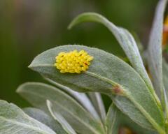 Parasyrphus melanderi