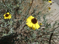 Encelia asperifolia