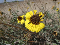 Encelia asperifolia