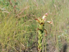 Pedicularis striata
