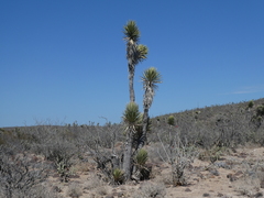 Yucca valida
