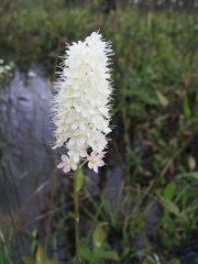 Stenanthium densum