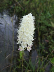 Stenanthium densum