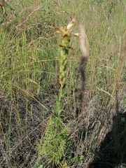 Pedicularis striata