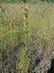 Pedicularis striata