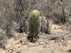 Yucca valida