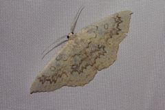 Cyclophora annularia