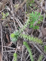 Sedum jurgensenii