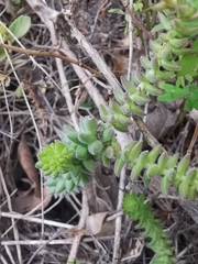 Sedum jurgensenii