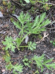 Artemisia norvegica